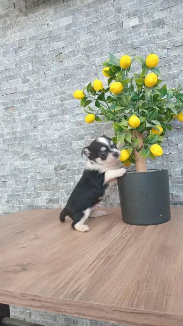 Chihuahua Blaktan Longrahir Nirvana Bebeklerim