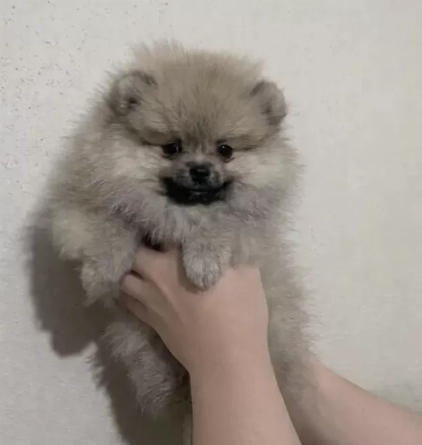 Harika Pomeranian Erkek