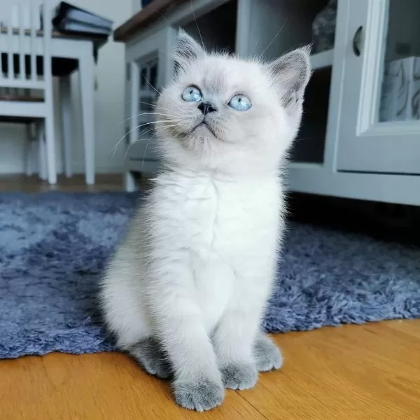 British Shorthair Yavrulari