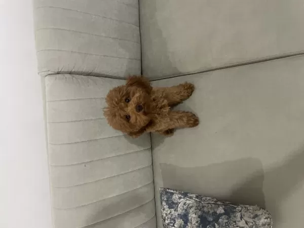 Acil Yuvalandırma Poodle Köpeğimiz