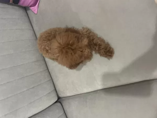 Acil Yuvalandırma Poodle Köpeğimiz