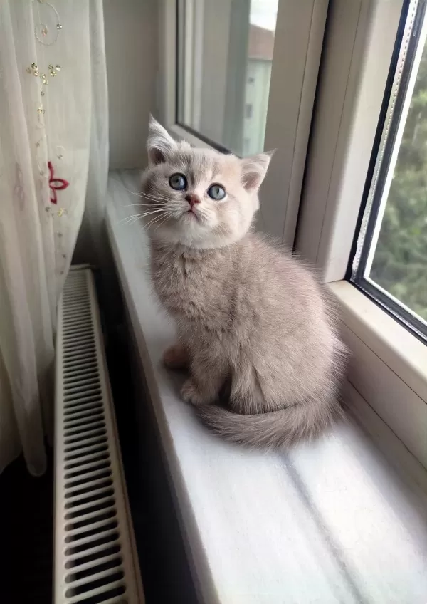 British Shorthair Lilac Dişi Yavru