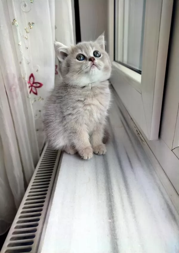 British Shorthair Lilac Dişi Yavru