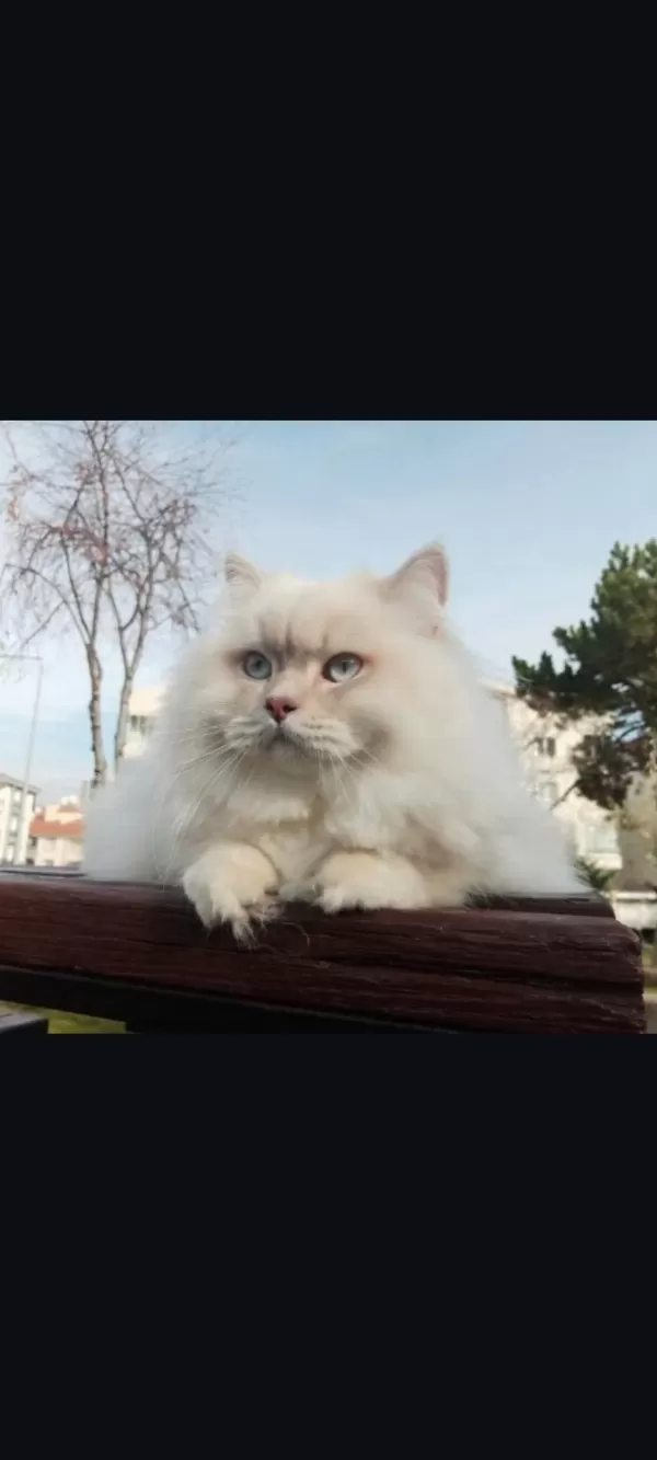 British Shorthair Lilac Dişi Yavru