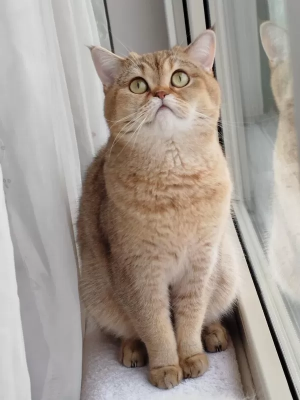 British Shorthair Lilac Dişi Yavru