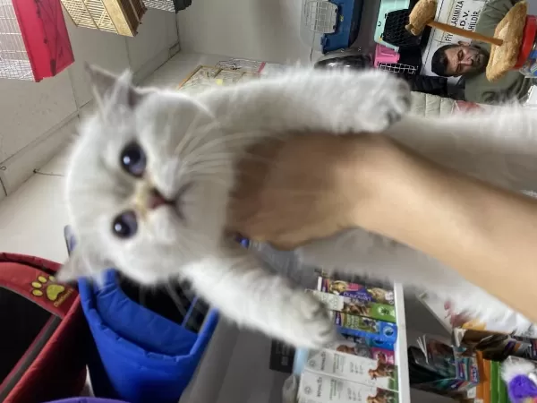 Dünya Tatlisi British Shorthair Yavrularimiz