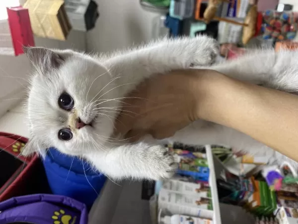 Dünya Tatlisi British Shorthair Yavrularimiz