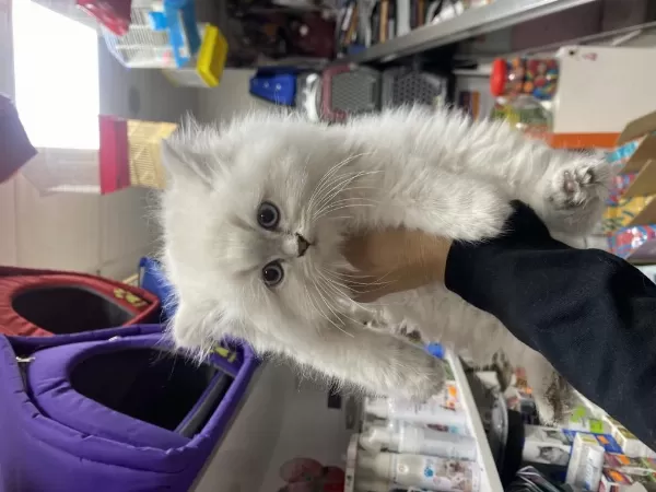Dünya Tatlisi British Shorthair Yavrularimiz