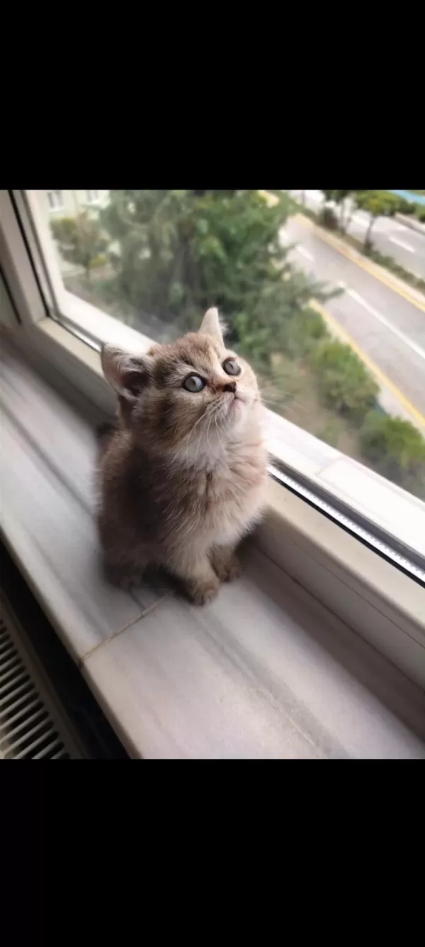 Golden Ny25 British Shorthair Dişi Yavru