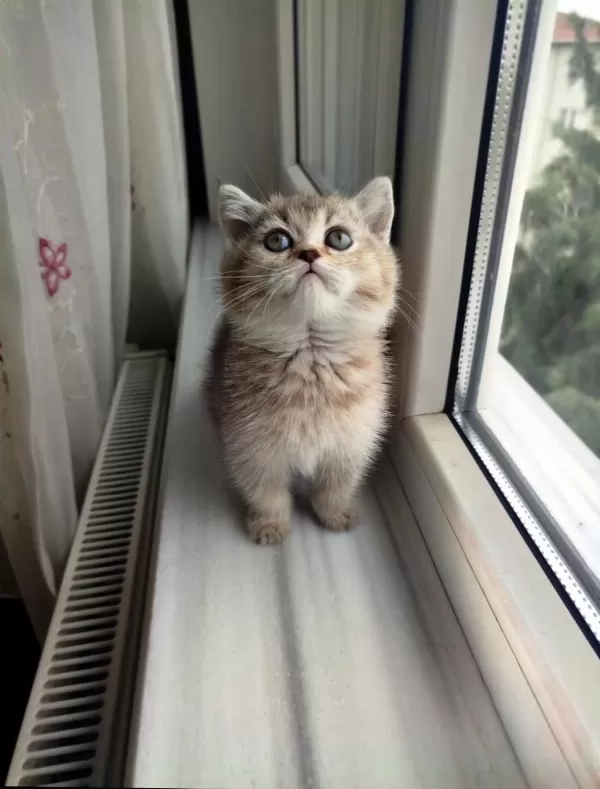 Golden Ny25 British Shorthair Dişi Yavru
