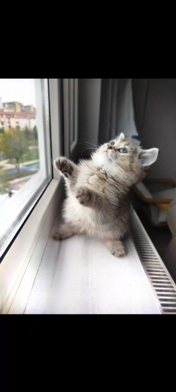 Golden Ny25 British Shorthair Dişi Yavru