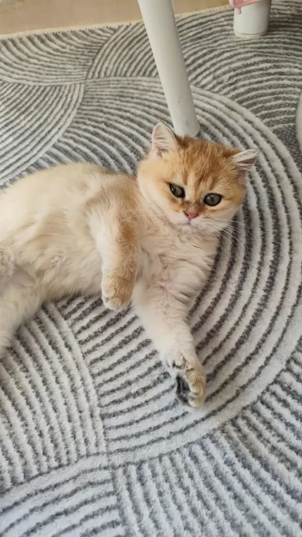 Sağlıklı Ny12 Dişi Kedimiz