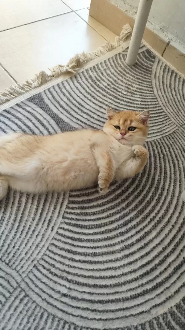 Sağlıklı Ny12 Dişi Kedimiz
