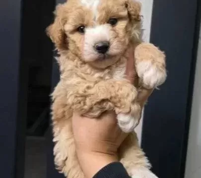 Çok Büyümeyen Minyatür Minnaklarım