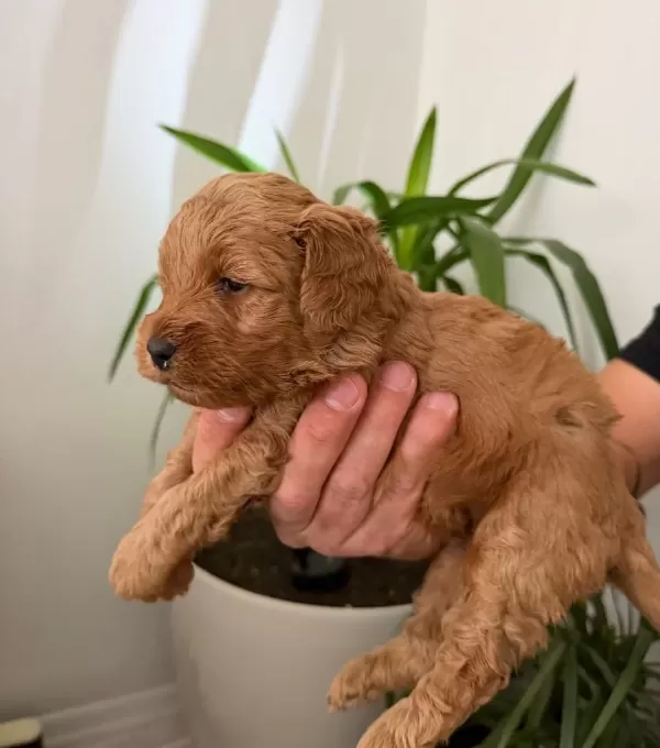 Maltipoo Yavrularımız