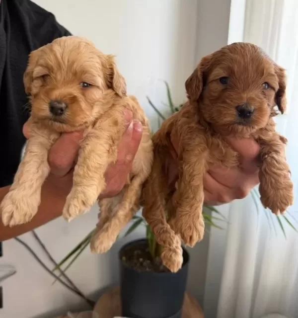 Maltipoo Yavrularımız