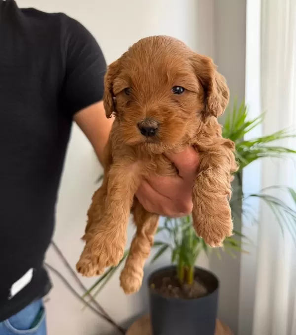 Maltipoo Yavrularımız