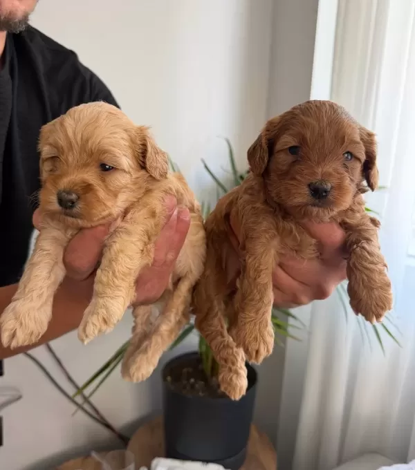 Maltipoo Yavrularımız