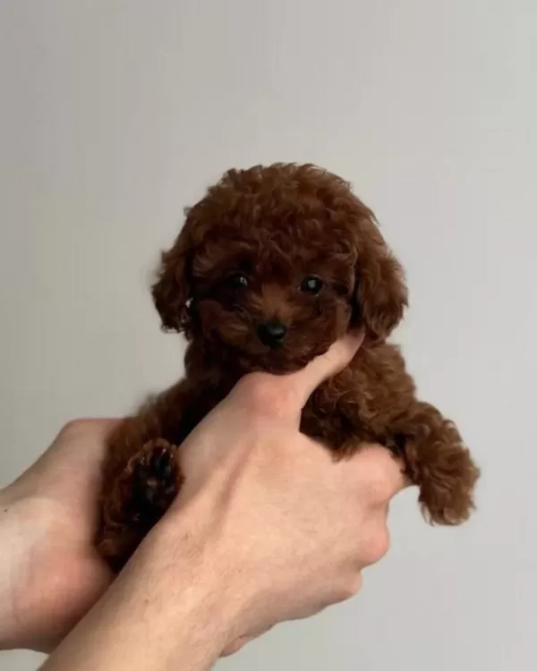 Tuvalet Eğitimli Toy Poodle