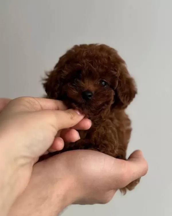 Tuvalet Eğitimli Toy Poodle