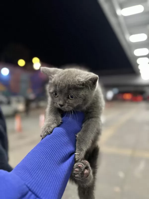 British Shorthair Kedimiz