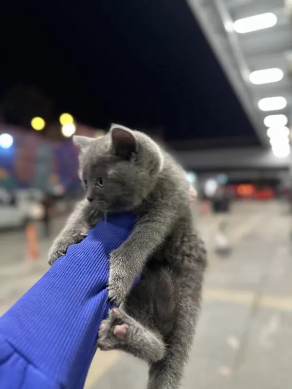 British Shorthair Kedimiz