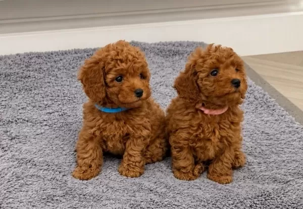 Yuvasını Bekleyen Safkan Toy Poodle Bebekleri
