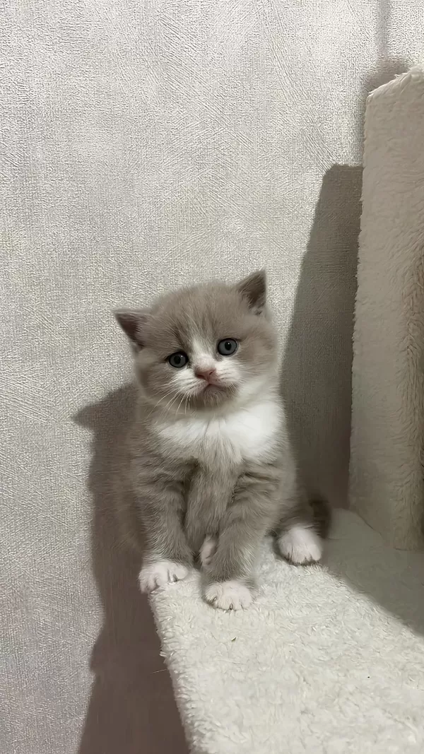 Anne Altından Safkan Bebekler