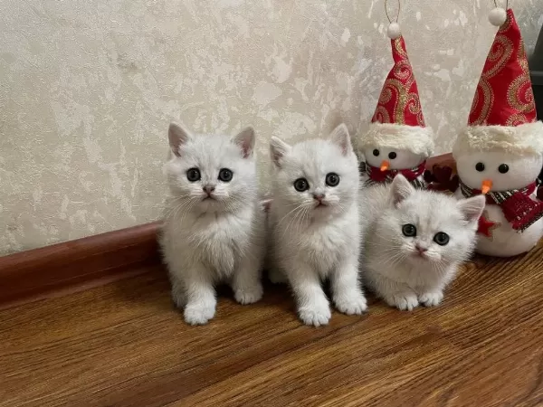 Oyuncak Bebek Silver British Shorthair Ns1133