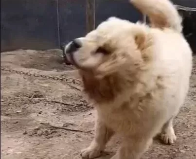 Leo Yeni Sahibini Arıyor Daha Güzeli Yok