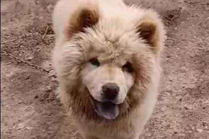Leo Yeni Sahibini Arıyor Daha Güzeli Yok