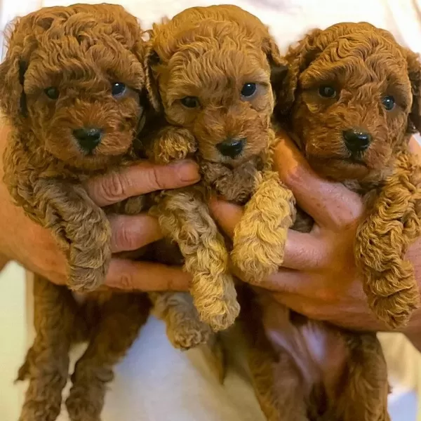 İrk Garantili Toy Poodle Yavrulari