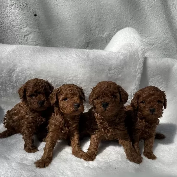 Anatomi Harikasi Oyuncak Boy Poodle Bebekler