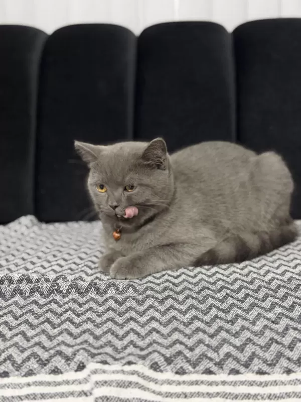 Minik British Shorthair Dostumuza Yuva Arıyoruz