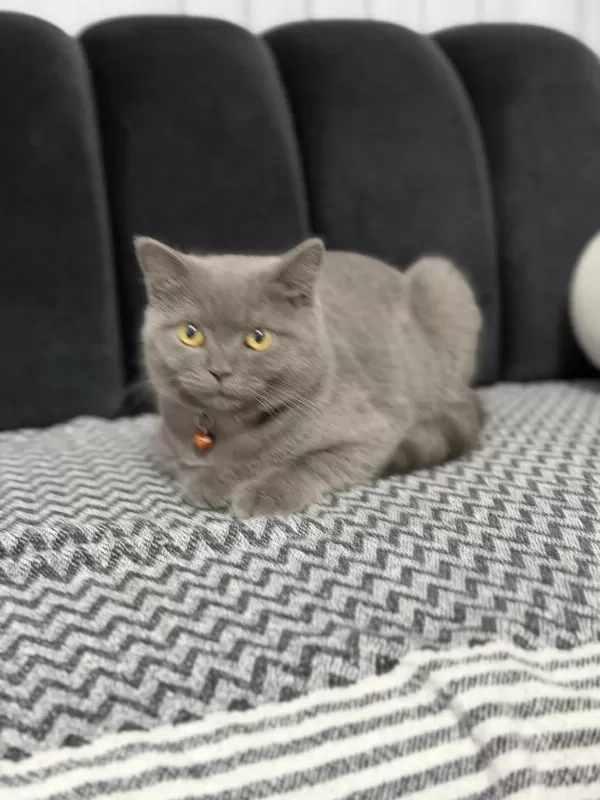 Minik British Shorthair Dostumuza Yuva Arıyoruz