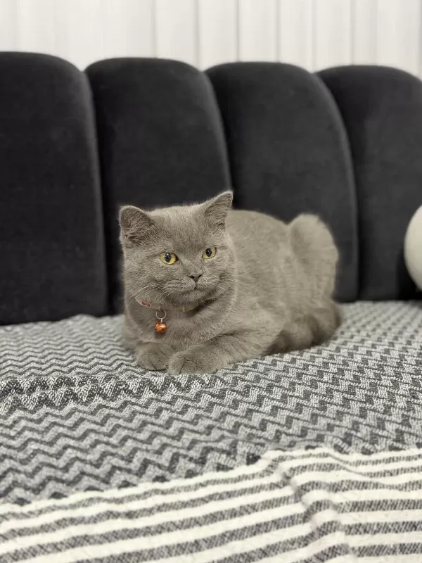 Minik British Shorthair Dostumuza Yuva Arıyoruz