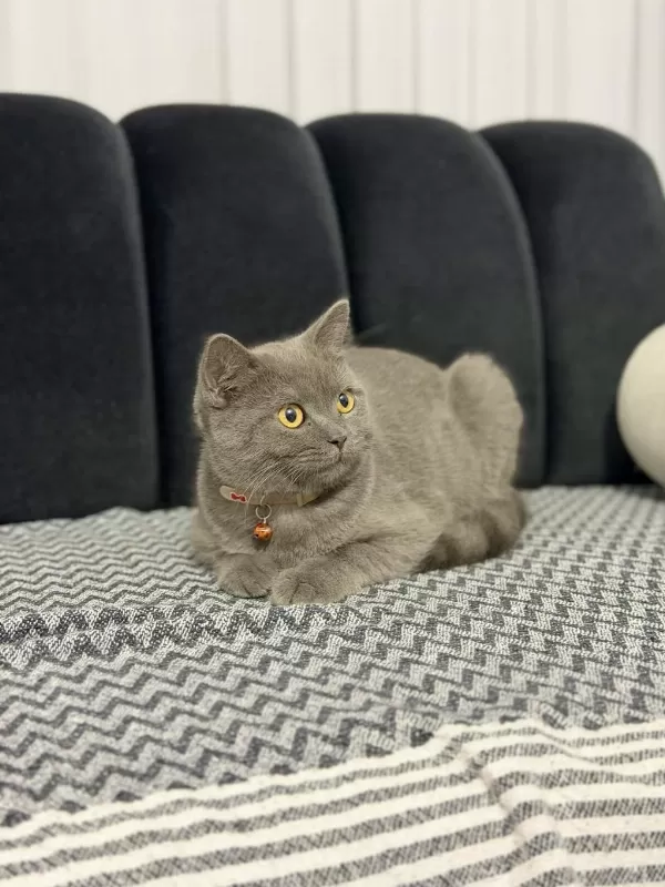 Minik British Shorthair Dostumuza Yuva Arıyoruz