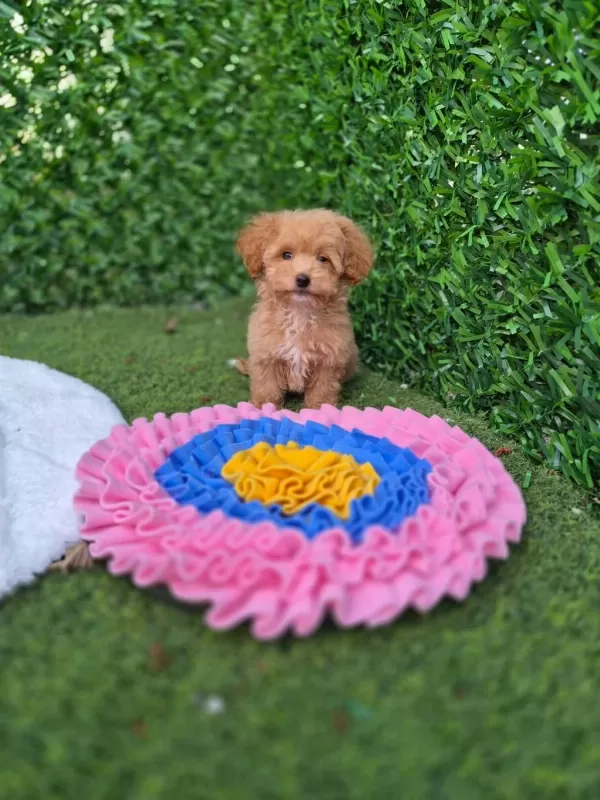 Sevimli Maltipoo Yavrularimiz