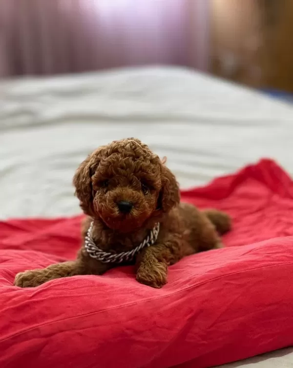 Toypoodle Kore Kan Üst Kalite Yavrular