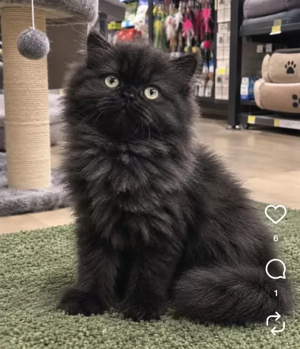 British Longhair 2 Aylık Dişi Kedimiz