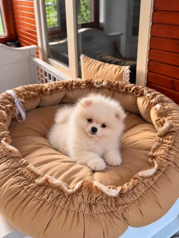 Pomeranian Üst Kalite Yavrular