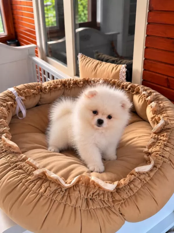 Pomeranian Üst Kalite Yavrular