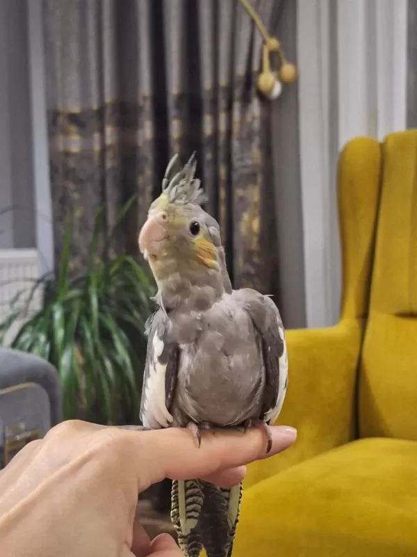 Sultan Papağanı 8 Aylık