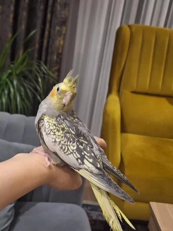 Sultan Papağanı 8 Aylık