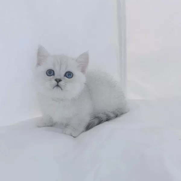 British Shorthair Yavrulari