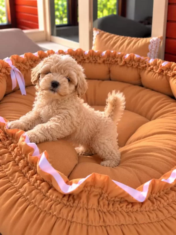 Üst Kalite Maltipoo Yavrular