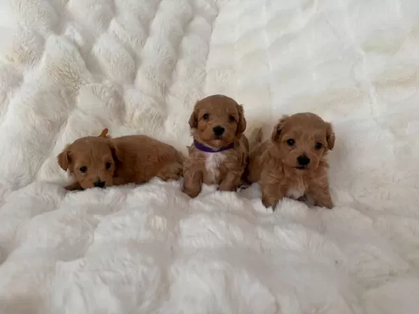 Ruhsatli Köpek Çiftliğinden Maltipoo Yavrularimiz