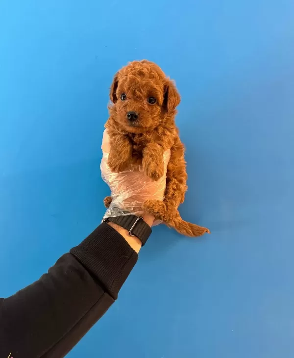Kore Tea Cup Red Browne Poodle Bebekleri̇mi̇z