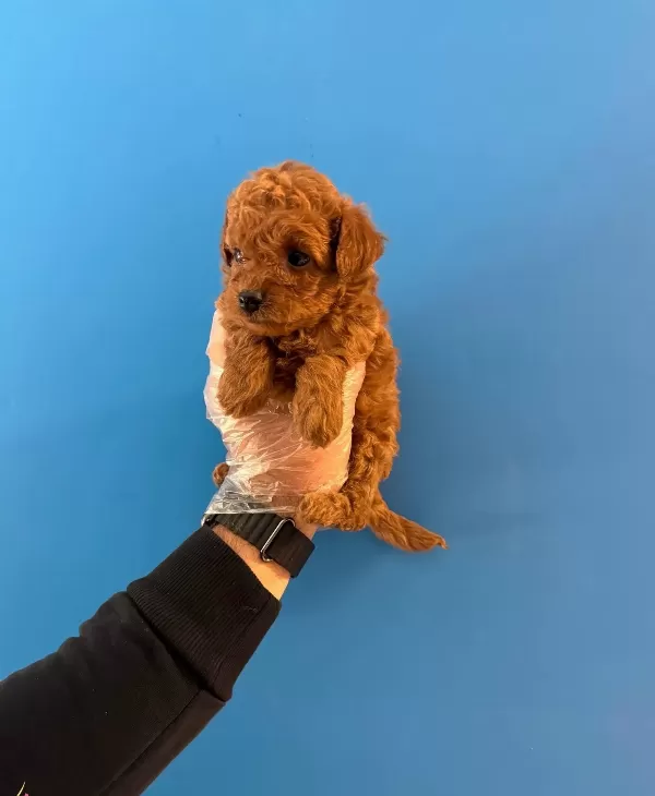 Kore Tea Cup Red Browne Poodle Bebekleri̇mi̇z