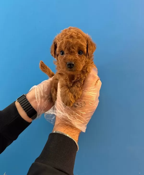 Kore Tea Cup Red Browne Poodle Bebekleri̇mi̇z